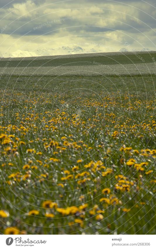 April Landscape Sky Clouds Storm clouds Spring Climate Climate change Weather Bad weather Gale Thunder and lightning Meadow Field Dark Yellow Marigold