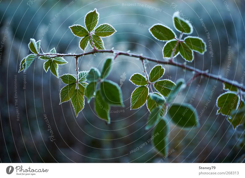 Frosty blackberry Nature Plant Autumn Ice Bushes Leaf Blackberry Twig Cold Thorny Blue Green Colour photo Exterior shot Close-up Detail Deserted