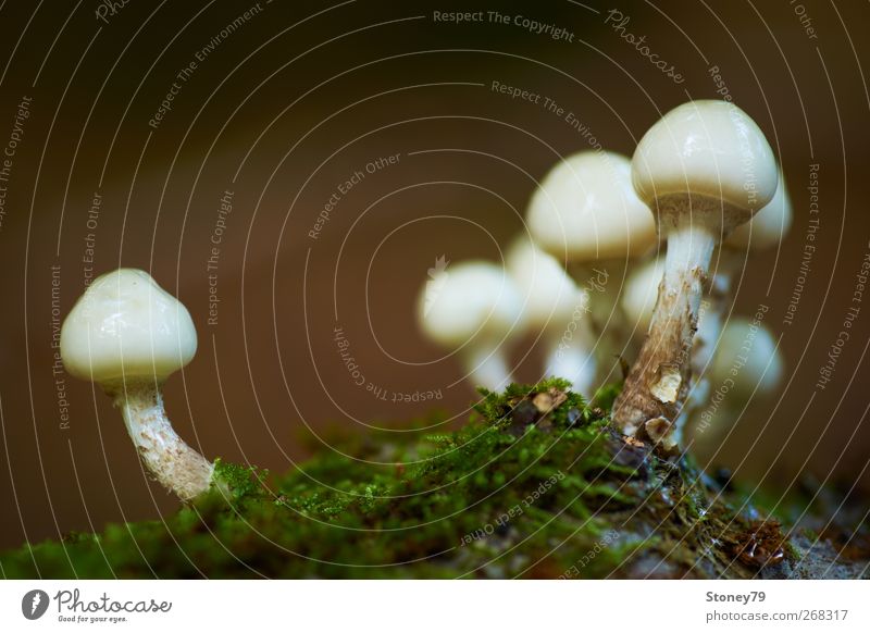 beech slime turnip Nature Plant Autumn Moss Fresh Glittering Slimy Green White Growth Mushroom Slimy beech cap Colour photo Subdued colour Exterior shot