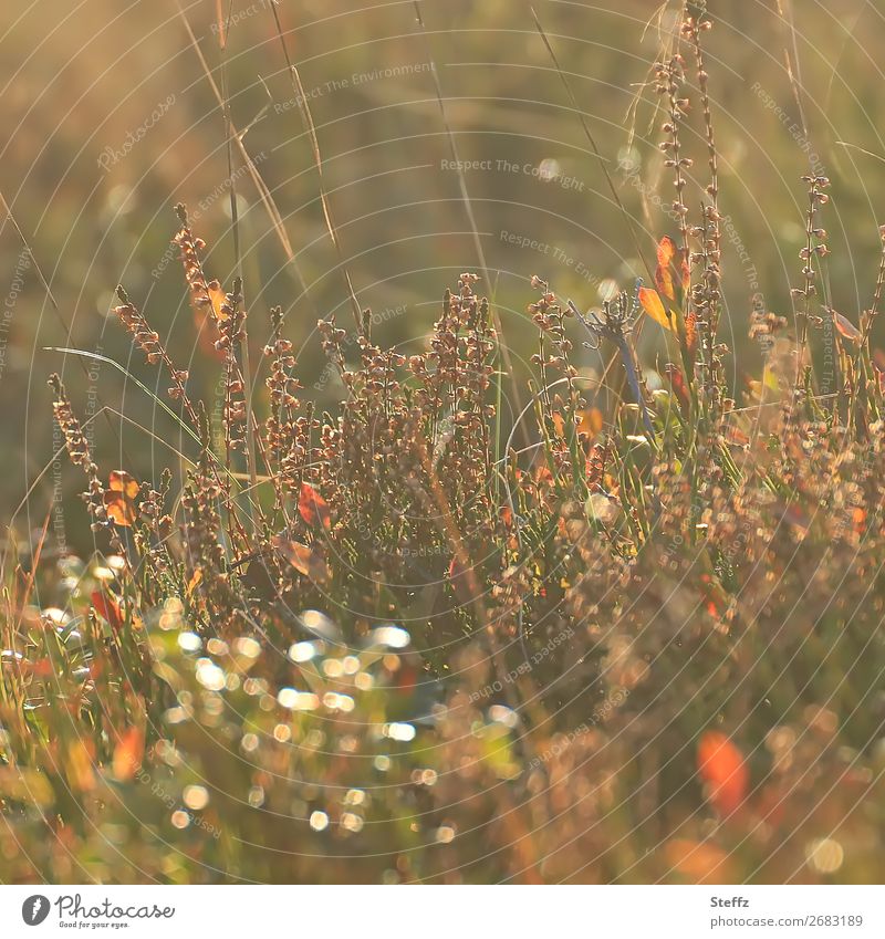 Autumn meadow in beautiful autumn light Sauerland Fall meadow Meadow warm brown hues Brown tones warm colors Autumnal weather warm light in autumn