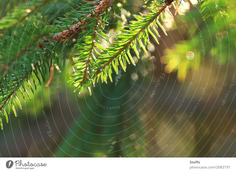 Fir branches in beautiful November light fir branches November weather November picture fir needles Flare shimmer of light flooded with light November mood