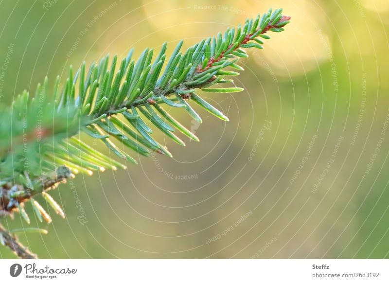 Fir branch with fir scent Fir needle Aromatic Fragrance sunny autumn sunny autumn day Fir tree autumn light Twig November shimmer of light Flare Warm light