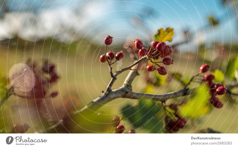 Rosehips in spring 2018 Nature Spring Beautiful weather Plant Tree Bushes Leaf Wild plant Germany Natural Positive Blue Green Red Responsibility Attentive