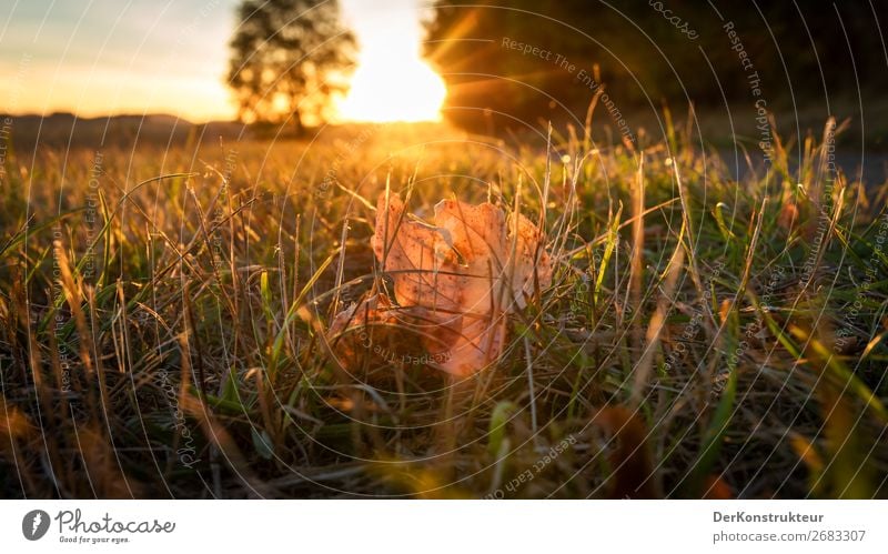 Against the light of the evening sun Environment Nature Landscape Plant Animal Sun Sunrise Sunset Autumn Climate Weather Beautiful weather Warmth Grass Leaf