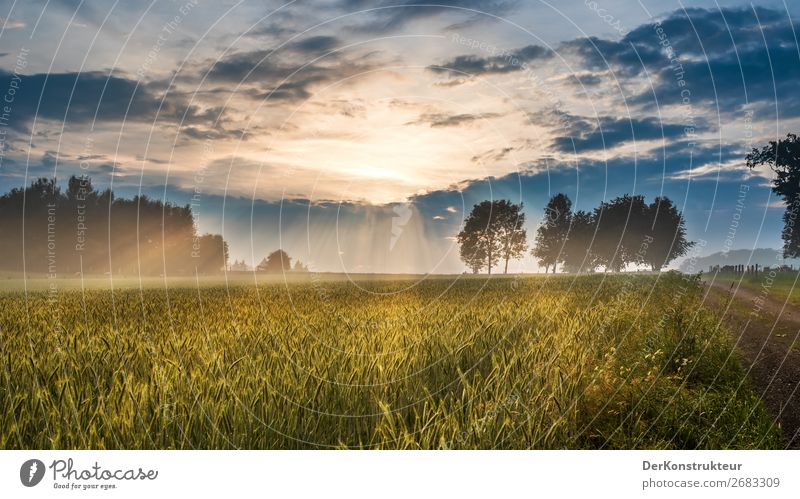 After the thunderstorm - Sunset atmosphere in the countryside Summer Hiking Agriculture Forestry Environment Nature Landscape Clouds Horizon Sunrise Sunlight