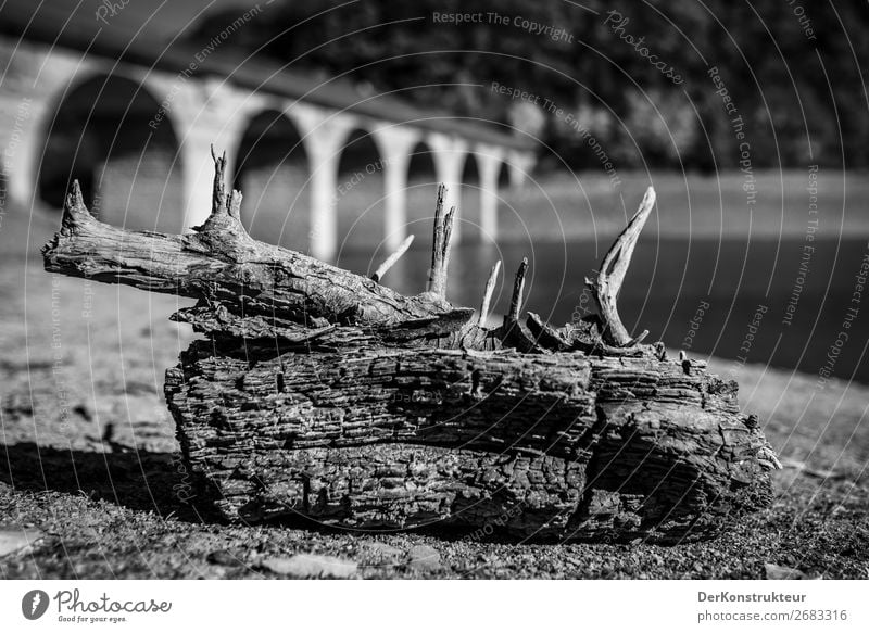 Dead wood in the lake Environment Nature Landscape Autumn Coast Lakeside Tourist Attraction Wood Natural Black White Environmental protection Day Contrast