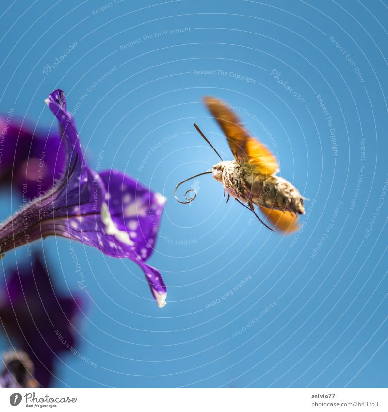 petrol station Environment Nature Sky Cloudless sky Sun Summer Flower Blossom Petunia Garden Animal Butterfly Wing Insect dovetails 1 Blossoming Flying Movement