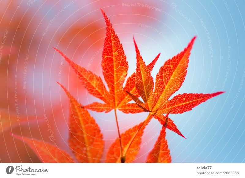 bright orange Environment Nature Plant Air Sky Summer Autumn Tree Bushes Leaf Maple tree Autumnal colours Japan maple tree Garden Park Illuminate Warmth Blue