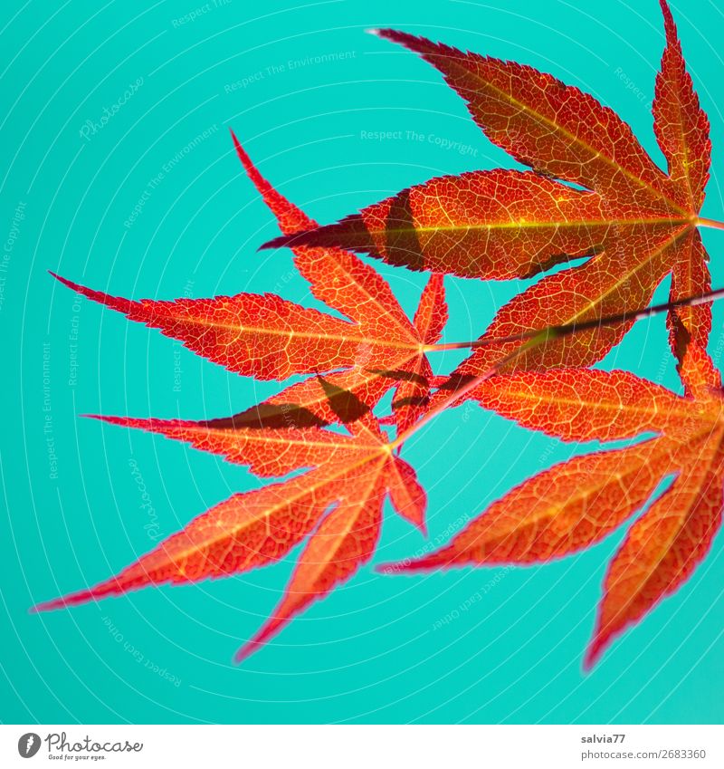 Luminous leaves Environment Nature Plant Autumn Leaf Maple leaf Autumnal colours Twig Rachis Illuminate Orange Turquoise Colour Colour photo Exterior shot