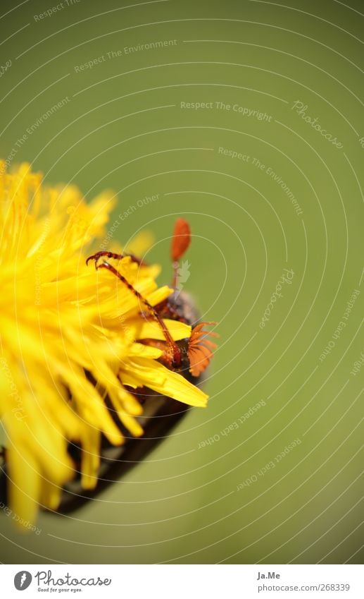 Give me a hug! Blossom Dandelion Animal Wild animal Beetle May bug 1 Yellow Green Colour photo Exterior shot Macro (Extreme close-up) Day