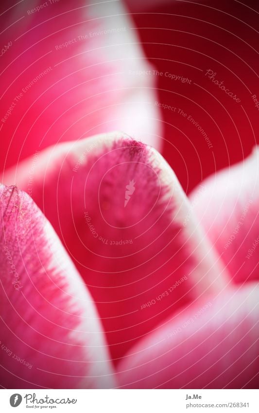 Tulip in detail Plant Blossom Tulip blossom Pink Red Colour photo Exterior shot Detail Macro (Extreme close-up) Day