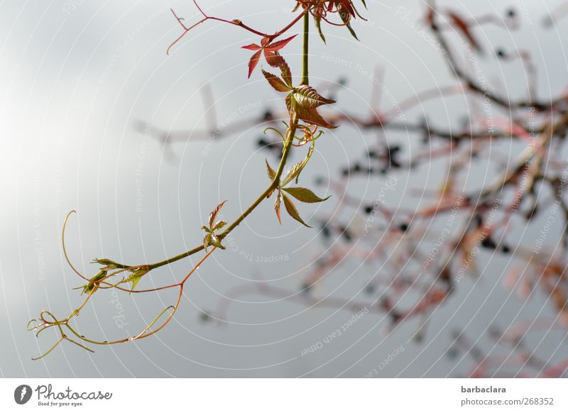 Nature's drive Environment Plant Leaf Creeper Shoot Berries Hang Growth Fresh New Wild Green Anticipation Movement Ease Change Subdued colour Exterior shot