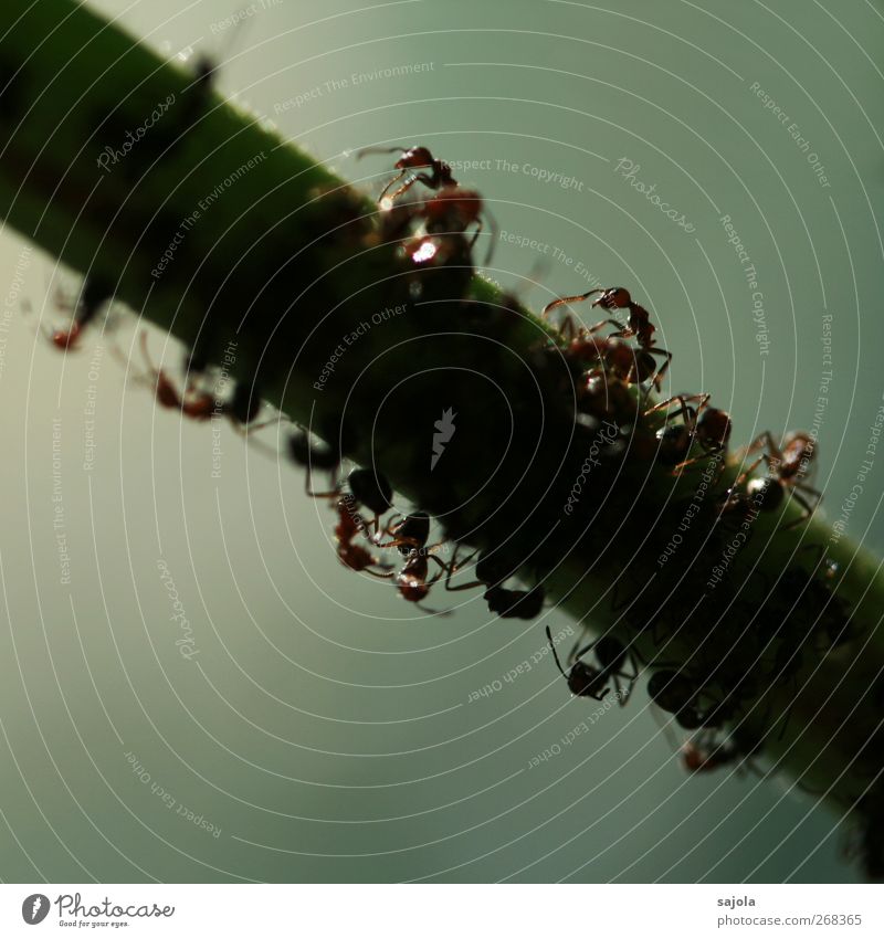 hardworking workers... Nature Animal Wild animal Ant Column of ants Insect Group of animals Work and employment Going Diligent Disciplined Endurance Team