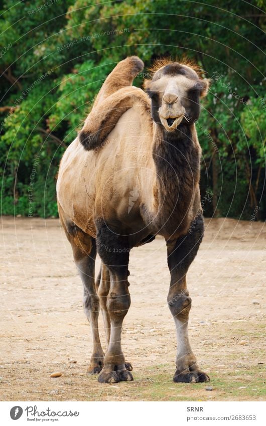 Camel Zoo Nature Animal Wild animals Bactrian camel beast of burden domestic animal fauna hoofed hump Mammal Pack animal two-humped ungulate wildlife