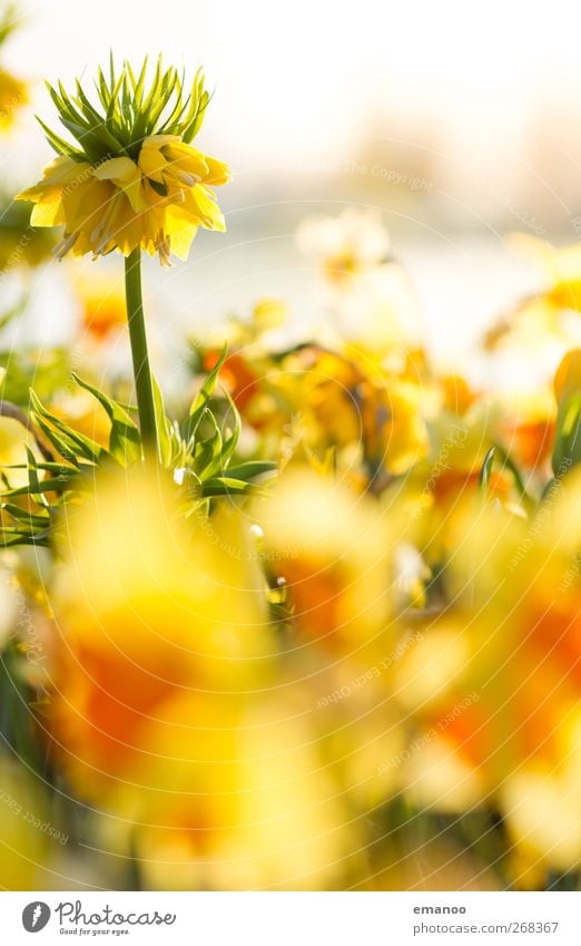 Sea of flowers at the lake Nature Landscape Plant Sun Spring Summer Weather Flower Blossom Pot plant Exotic Garden Park Stand Growth Large Bright Tall Beautiful