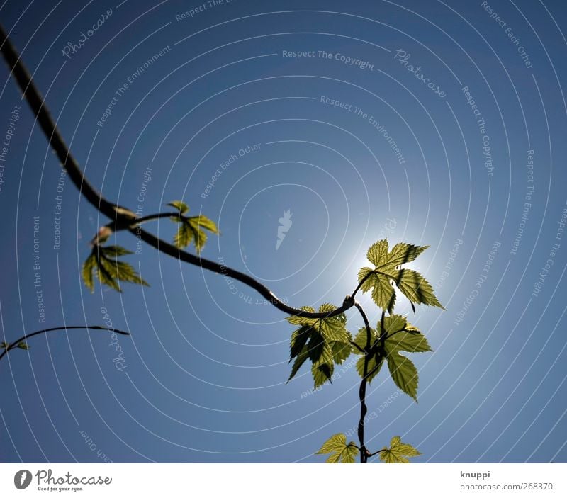 toward heaven Nature Plant Air Sky Cloudless sky Sun Sunlight Spring Beautiful weather Warmth Leaf Foliage plant Blackberry bush Blackberry leaf Garden Growth