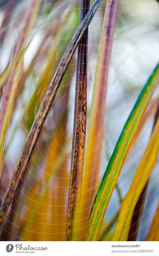 Colorful plant parts Deserted Nature Abstract Branch Leaf Tree Growth Yellow Green Fresh