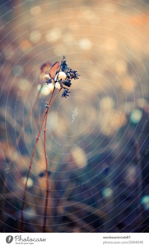 Dreamy and blurry snowberry details Deserted Nature Plant Leaf Flower Beautiful Close-up Snowberry Sleep ethereal Blur Growth Fresh Calm Abstract Fragile Soft