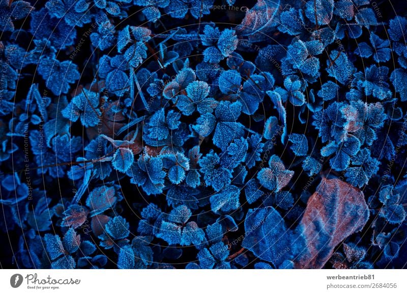 Frozen clover plants in winter Blue Forest Winter Leaf lush foliage Temperature Cold Beautiful Nature Calm Marvel Scene Nature reserve National Park