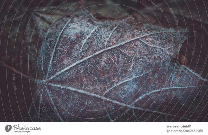 Frozen leaf closeup in winter matte - image technique Close-up Winter Leaf Growth December Fragile Background picture Tree Macro (Extreme close-up) Autumn