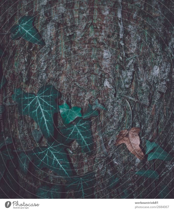 Matte leafs in front of a wooden tree trunk background matte - image technique Close-up Frozen Winter Leaf Growth December Fragile Background picture Tree