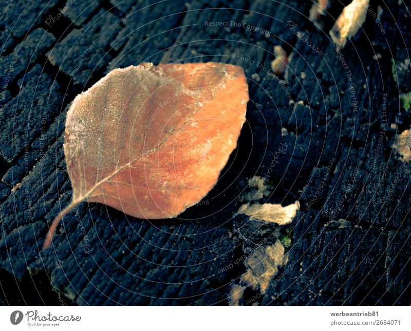 Orange leaf on a tree trunk background matte - image technique Close-up Frozen Winter Leaf Growth December Fragile backgrounds Tree Macro (Extreme close-up)