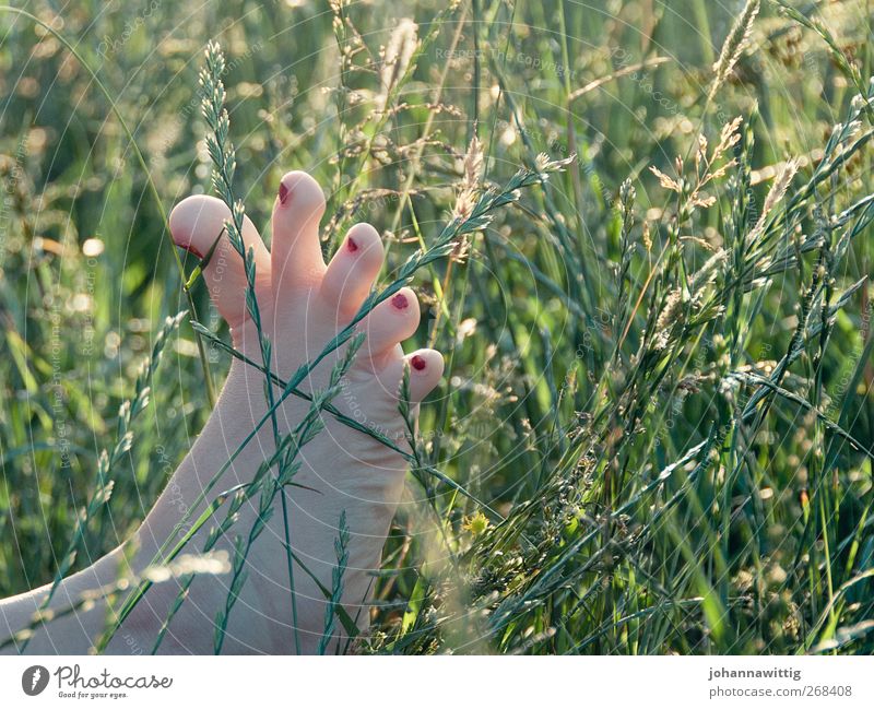 Feet. Woman Adults 1 Human being 18 - 30 years Youth (Young adults) Nature Summer Grass Bushes Garden Park Meadow Field Exceptional Green Red Emotions Joy