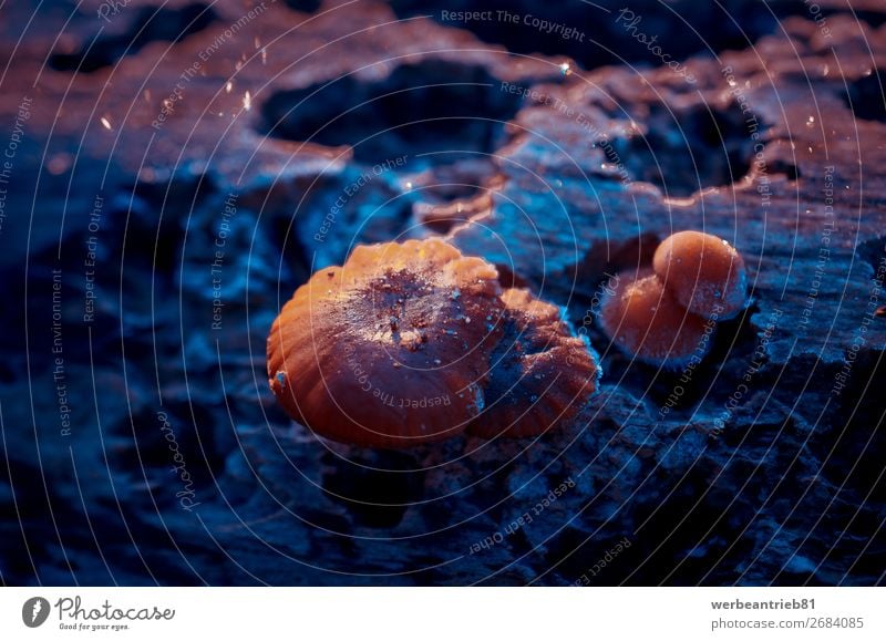 Two small frozen mushrooms growing on a tree trunk Small Frozen Mushroom Deserted Tree trunk Growth Close-up Ice Temperature Cold Nature Forest Plant 2 Winter