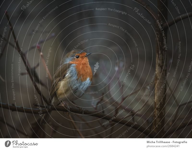 Robin at dusk Nature Animal Autumn Tree Bushes Wild animal Bird Animal face Wing Claw Robin redbreast Feather Beak 1 Observe Illuminate Looking Small Near Cute