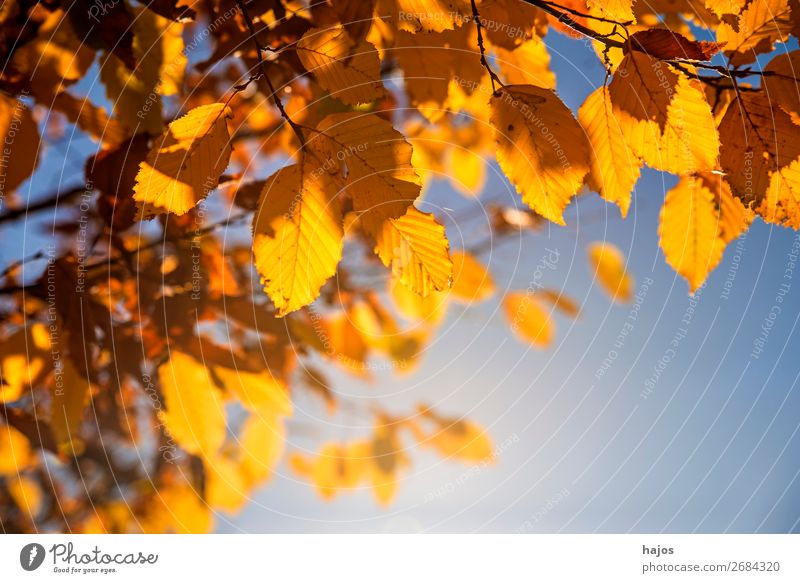 Beech leaves in autumn against light Nature Tree Blue Brown Yellow Gold beech leaves Autumnal Back-light Worm's-eye view Seasons Sky discoloured golden october