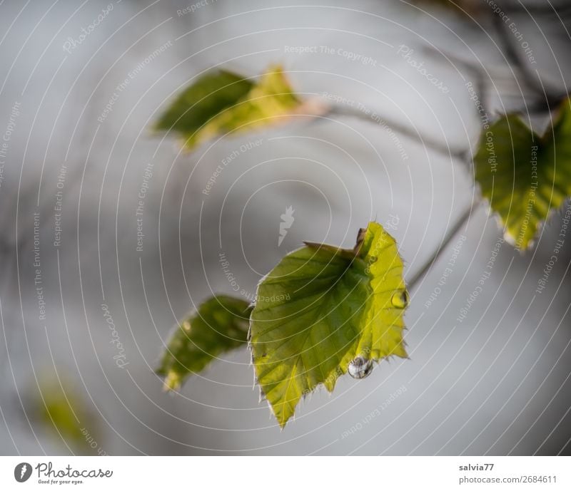 Beech leaves in the evening light Environment Nature Drops of water Spring Rain Plant Tree Bushes Leaf Twigs and branches Beech leaf Forest Growth Fresh Gray