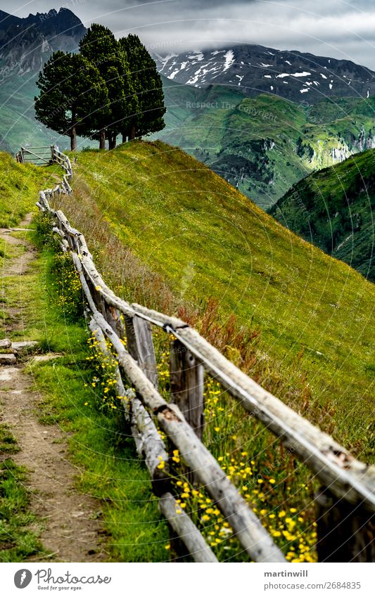 Three trees above the Pustertal valley Mountain Hiking Nature Landscape Tree Meadow Rock Alps Peak Valley South Tyrol Dolomites Ahrn valley Fence Lanes & trails