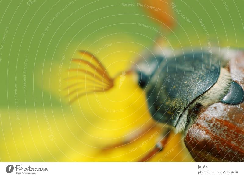 ...now it's getting hairy! Animal Wild animal Beetle May bug Shell 1 Brown Yellow Green Colour photo Exterior shot Detail Macro (Extreme close-up) Day