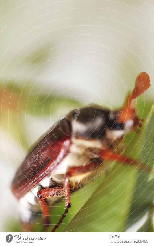 One day in May... Animal Wild animal Beetle May bug Leg of a beetle Animal portrait 1 Brown Green Colour photo Exterior shot Detail Macro (Extreme close-up) Day