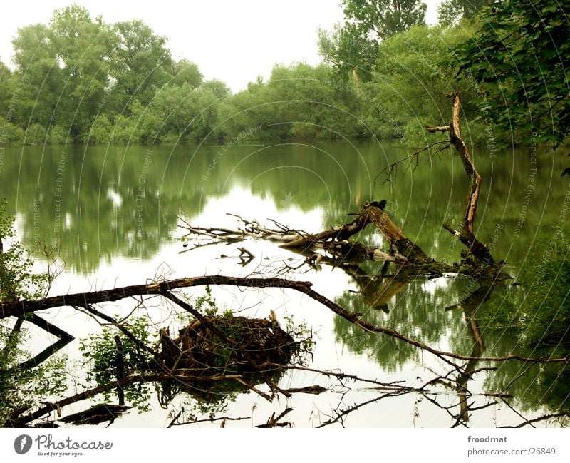 Water reflects beautifully Reflection Grass Mirror Tree Moody Flood Branch Root