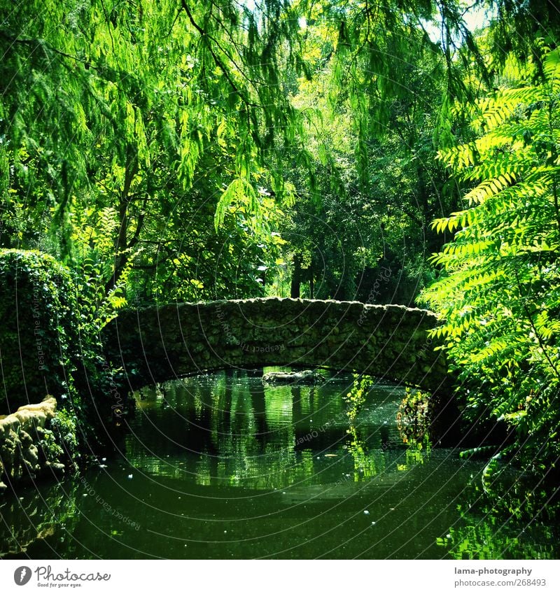 El puente idílico [XLIII] Environment Nature Plant Water Tree Fern Leaf Willow tree Park Pond Lake Brook Seville Maria-Luisa park Andalucia Spain Bridge Natural