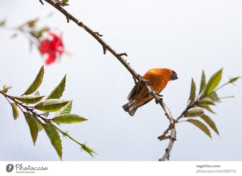 \\i/ Bird Canary bird Sparrow Composing Vacation & Travel Travel photography Seychelles Exotic Branch daytime Worm's-eye view Nature Ornithology Leaf Sit