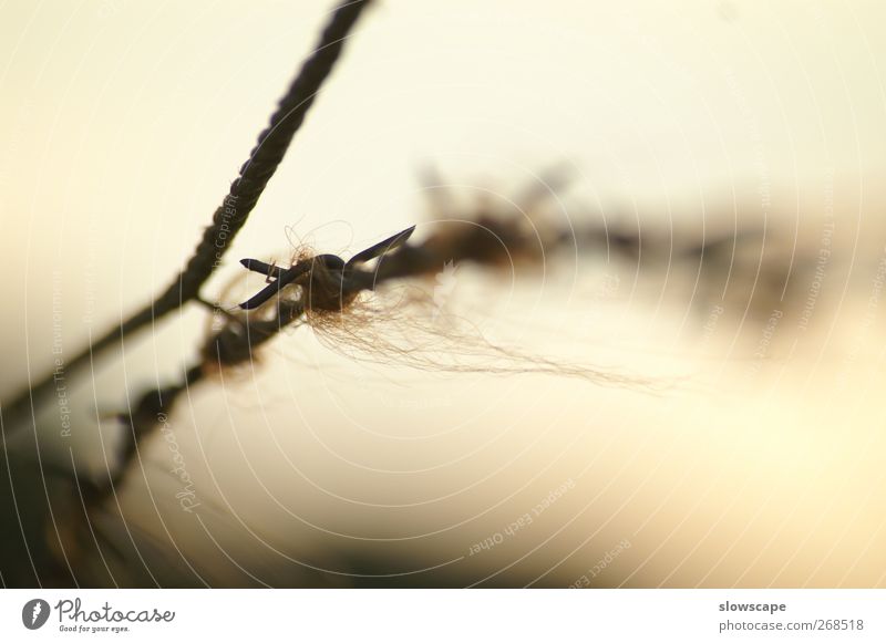 barbed wire Metal Catch Dark Creepy Thorny Brown Gold Black White Sadness Concern Grief Death Fear Distress Timidity Force War Protection Animal protection