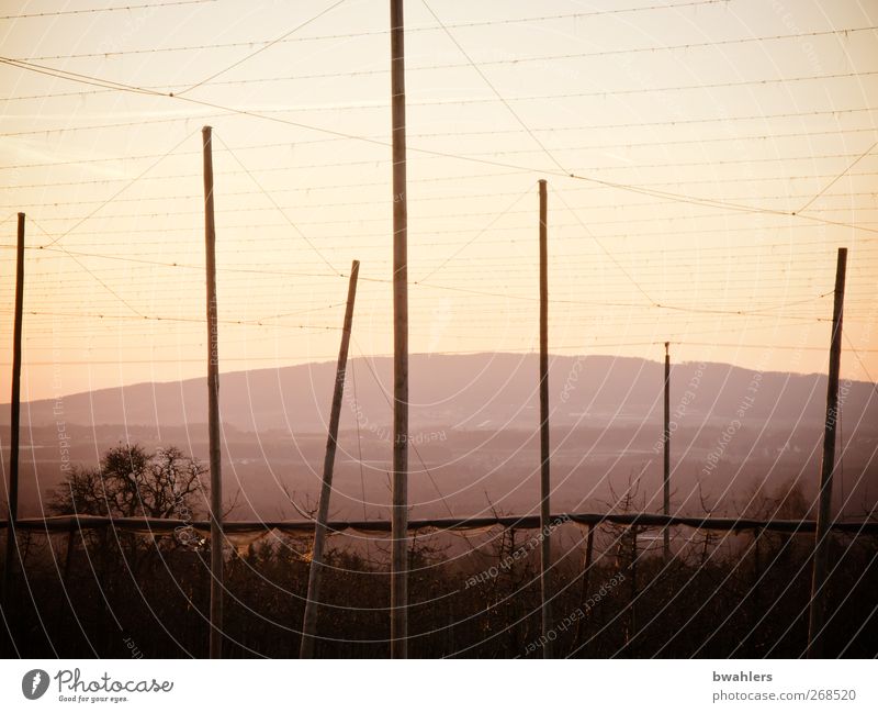 hop poles Nature Landscape Sunrise Sunset Spring Agricultural crop Hill Violet Hop Dusk Wire Colour photo Exterior shot Evening Twilight Back-light