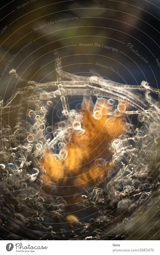 Oak leaf against the light Environment Nature Autumn Winter Leaf Transience Change Colour photo Exterior shot Deserted Copy Space top Copy Space bottom Light