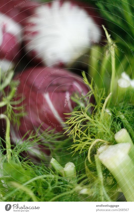 Market Life IV - Today's Salad! Vegetable Lettuce Fennel Radicchio Nutrition Organic produce Vegetarian diet Workplace Markets Market stall Marketplace