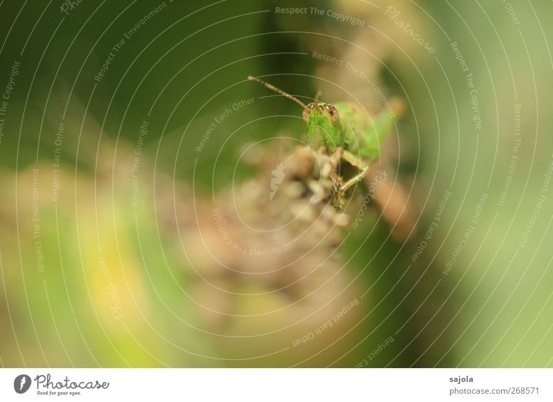 hoi shock Nature Animal Locust Insect 1 Observe To hold on Looking Green Camouflage Adjustment Colour photo Exterior shot Close-up Macro (Extreme close-up)