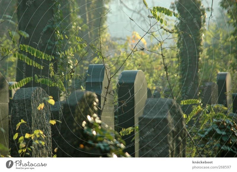 Jewish cemetery berlin Stone Calm Belief Grief Decline Past Transience 131111 Colour photo Exterior shot Day Shallow depth of field Central perspective