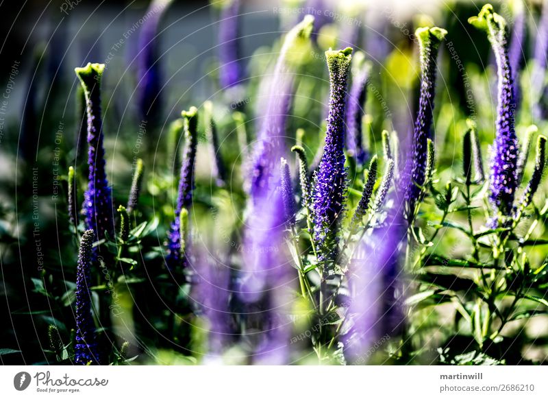 Unknown Beauty / Orchid Exotic Summer Hiking Nature Plant Flower Beautiful Botanical gardens Botany Colour photo Close-up Shallow depth of field