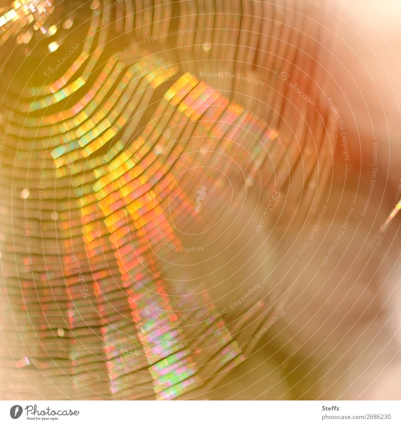 Spider web in golden autumn light Spider's web Network Reticular Dreamcatcher Gorgeous Illuminating Flare Refraction Light reflection light reflexes