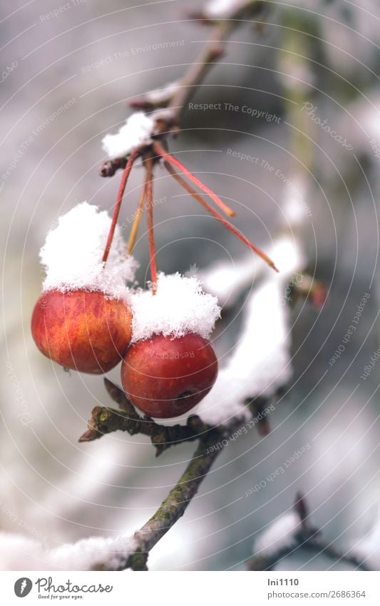 Decorative apples with snow cap Nature Winter Ice Frost Plant Tree Garden Park Yellow Gray Red Black White Apple tree ornamented apple Snow Cap Birdseed