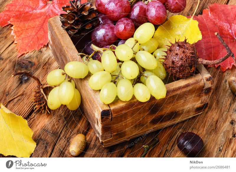 bunch of autumn grapes fruit nature fresh ripe green healthy food vine leaf berry sweet harvest branch wine dessert vitamin vineyard cluster viticulture