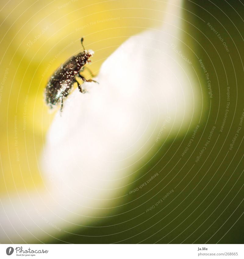 Freshly powdered! Pollen Animal Wild animal Beetle 1 Yellow Green Black White Colour photo Exterior shot Detail Macro (Extreme close-up) Day