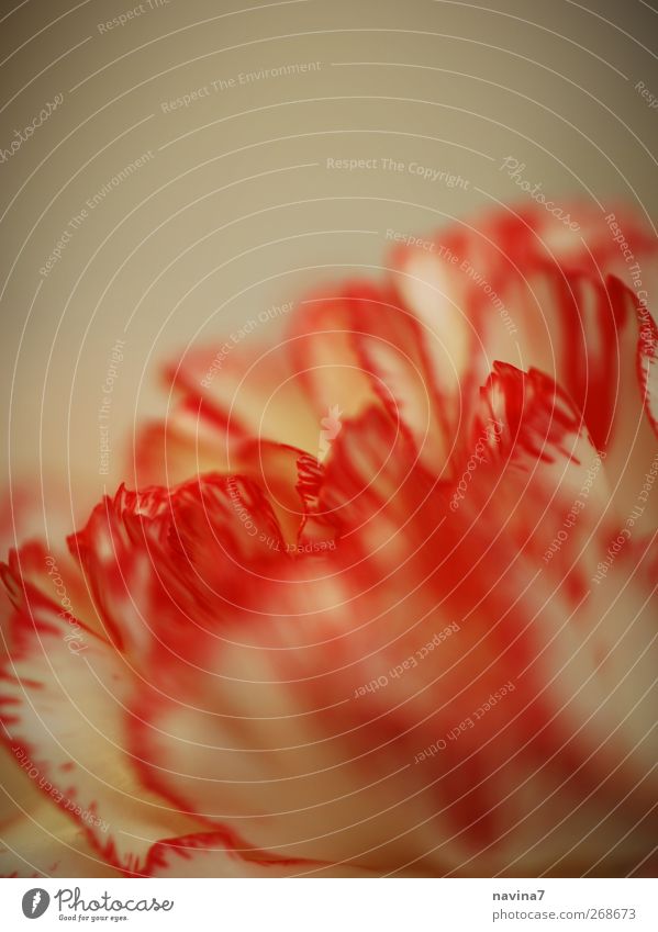 carnation Plant Blossom Dianthus Blossoming Faded Exotic Red White Colour Flower Fire Colour photo Interior shot Close-up Detail Deserted Copy Space top Day