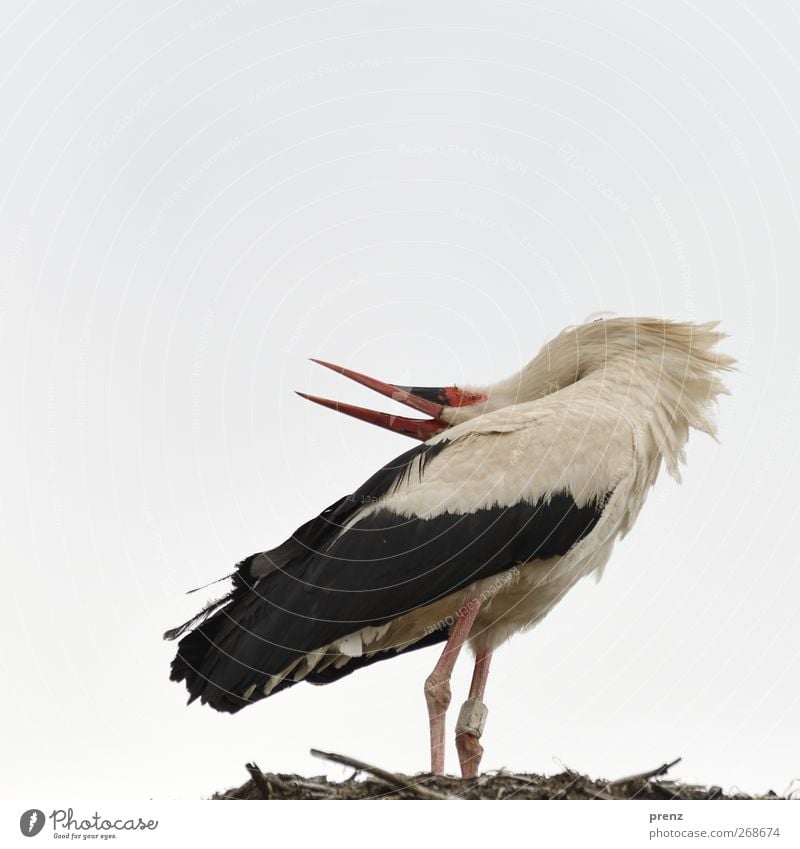 rattle Environment Nature Animal Sky Wild animal Bird 1 Gray Black White Stork Stork village Linum Animal portrait Birth Colour photo Exterior shot